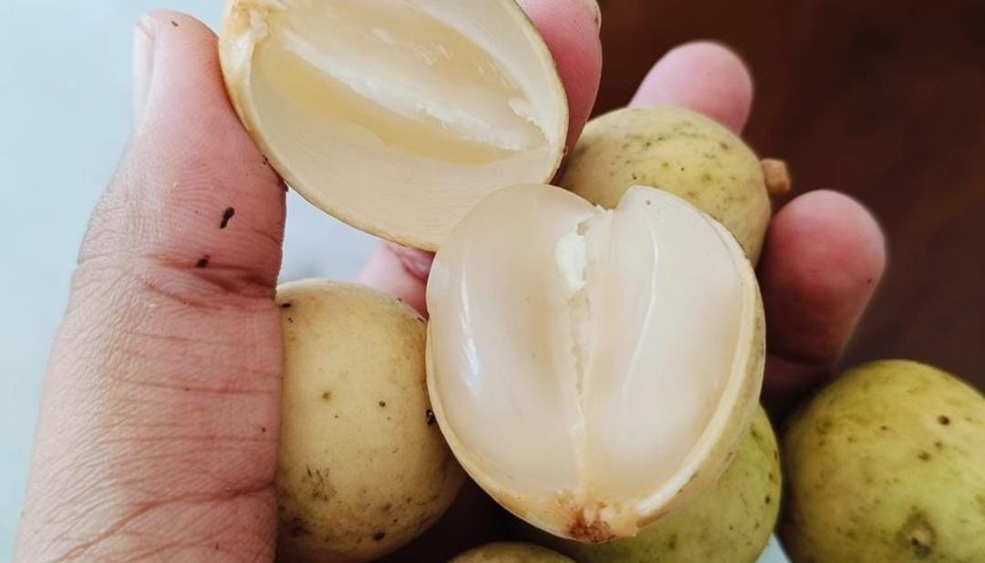Buah duku yang baik untuk Kesehatan. (Khoirul Rizal/RadarSitubondo.id)