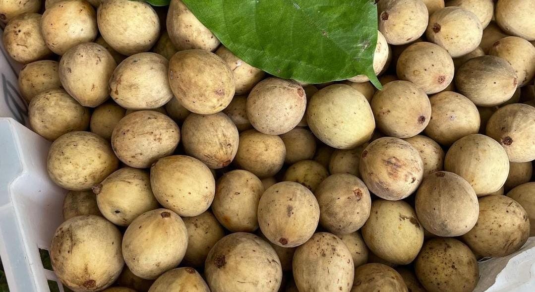 Buah duku. (Khoirul Rizal/RadarSitubondo.id)