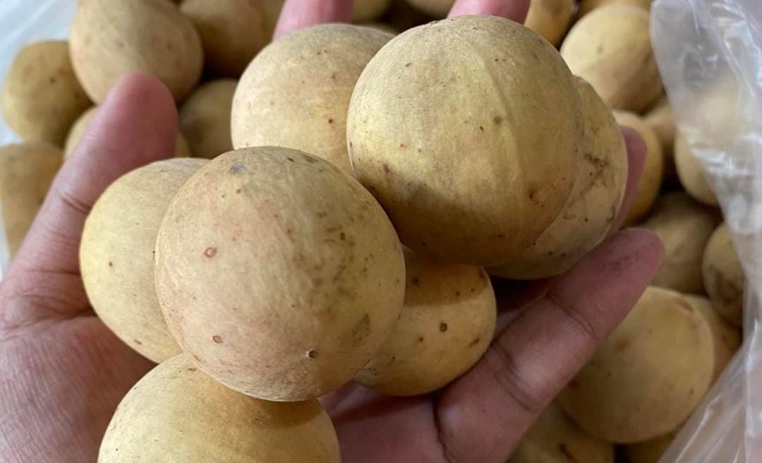Manfaat buah duku. (Khoirul Rizal/RadarSitubondo.id)
