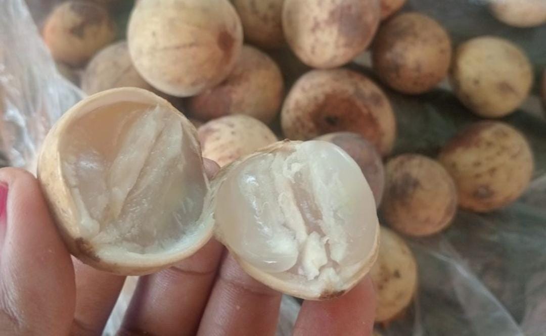 Buah duku segar. (Khoirul Rizal/RadarSitubondo.id)