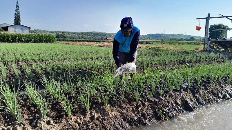 RAWAT TANAMAN: Dedi, 30, salah satu petani menyiram bawang merah di Desa Panji Lor, Kecamatan Panji, kemarin (6/5).
