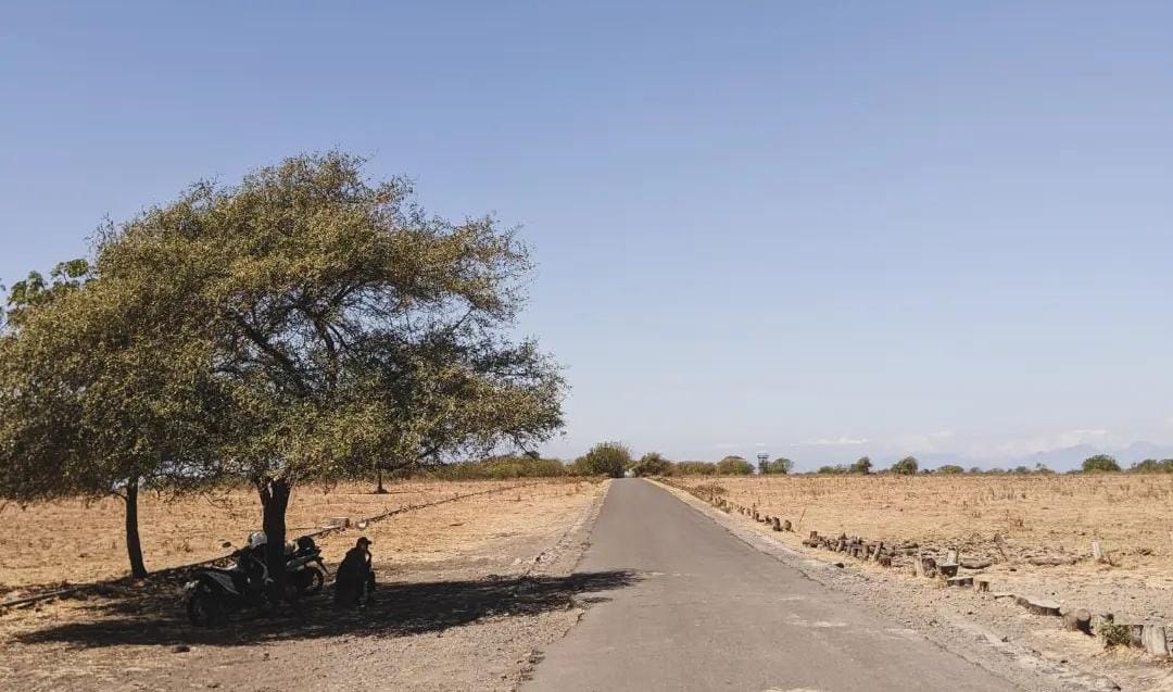 Pemandangan savana bekol di Baluran Situbondo. (Khoirul Rizal/RadarSitubondo.id)