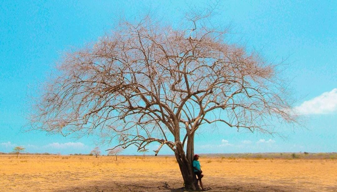 Potret kering TN Baluran. (ig @estpr)