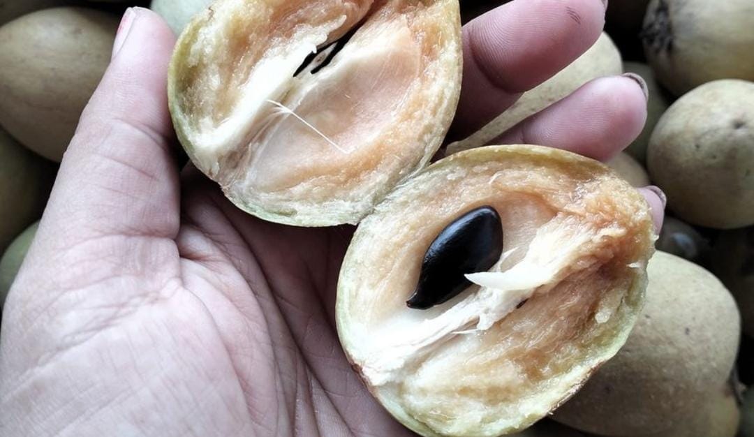 Buah sawo yang bermanfaat untuk Kesehatan. (Khoirul Rizal/RadarSitubondo.id)