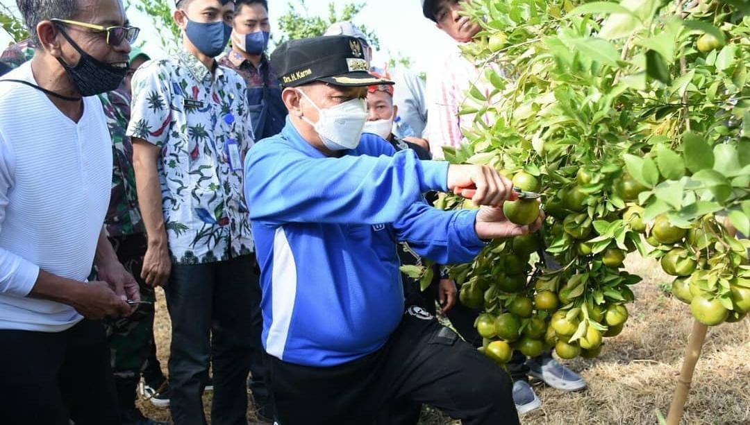 Bupati Situbondo saat memanen jeruk di Panji. (Khoirul Rizal/RadarSitubondo.id)