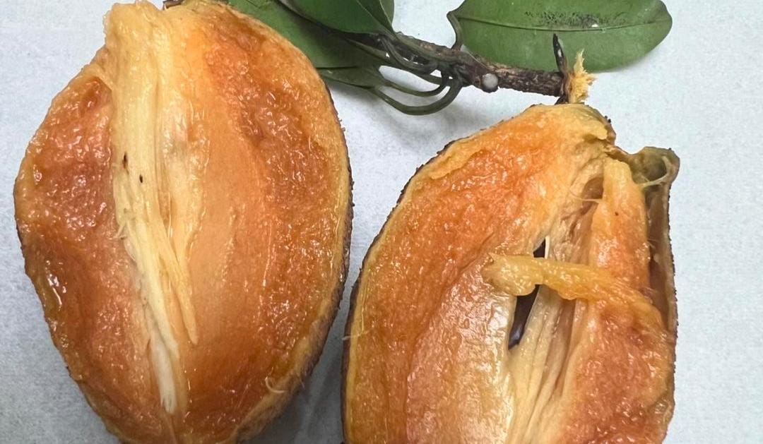 Buah sawo. (Khoirul Rizal/RadarSitubondo.id)