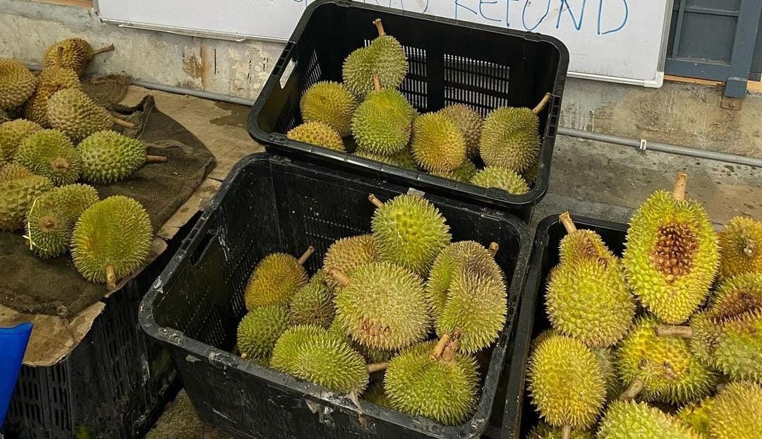 Mitos buah durian tidak baik untuk ibu hamil. (Khoirul Rizal/RadarSitubondo.id)