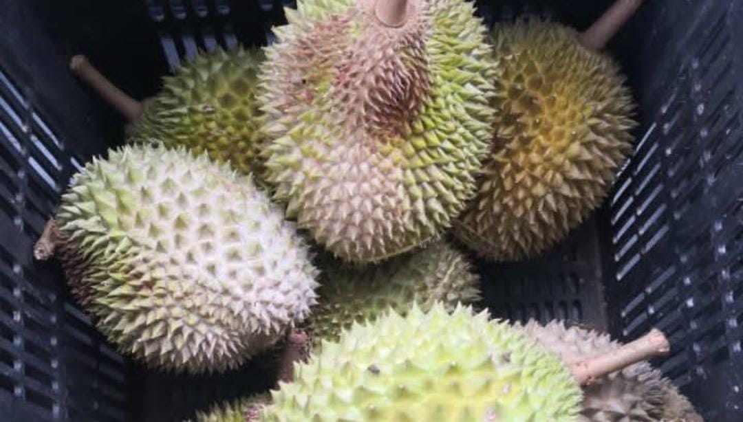 Buah durian, kulitnya mempunyai segudang manfaat. (Khoirul Rizal/RadarSitubondo.id)