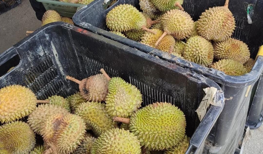 Buah durian yang baik untuk kesehatan. (Khoirul Rizal/RadarSitubondo.id)