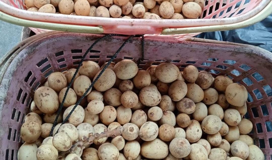 Buah langsat yang mirip dengan duku. (Khoirul Rizal/RadarSitubondo.id)