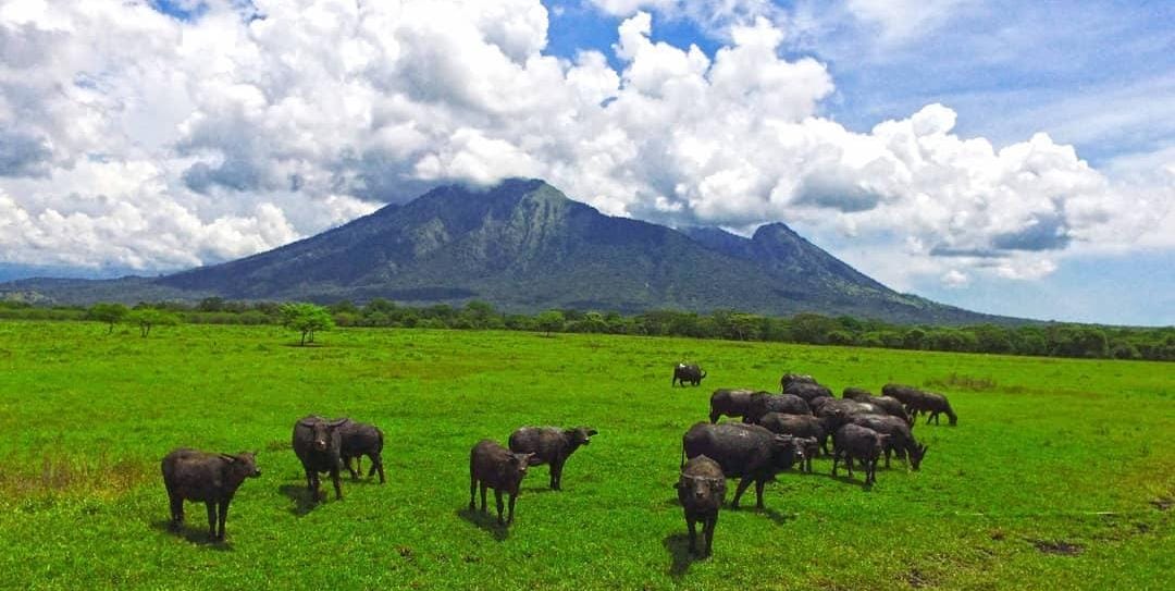 Gunung Baluran di Situbondo. (Khoirul Rizal/RadarSitubondo.id)