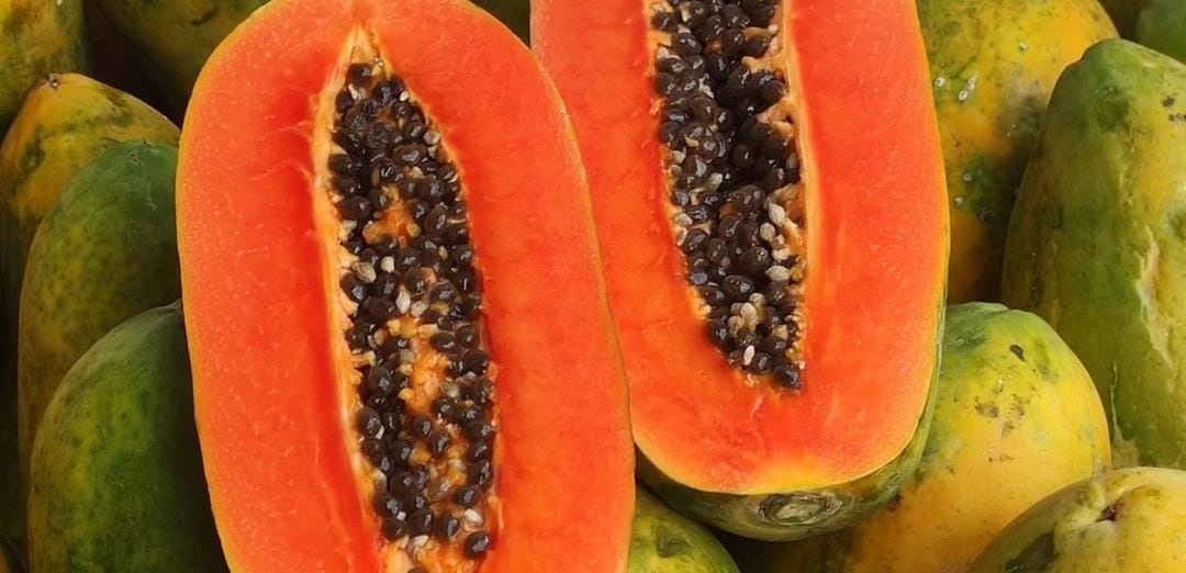 Buah papaya. (Khoirul Rizal/RadarSitubondo.id)