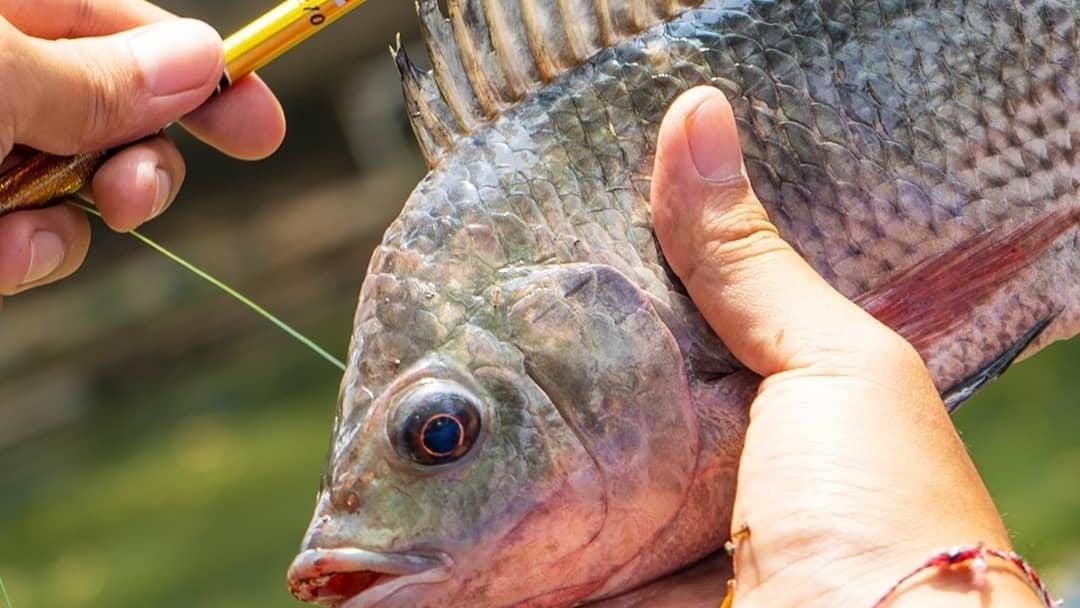 Ilustrasi ikan mujair. (ig @daidofishingteam)