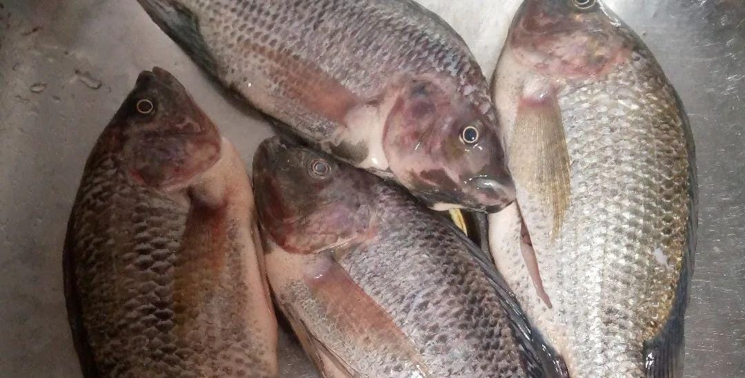 Ikan mujair. (Khoirul Rizal/RadarSitubondo.id)