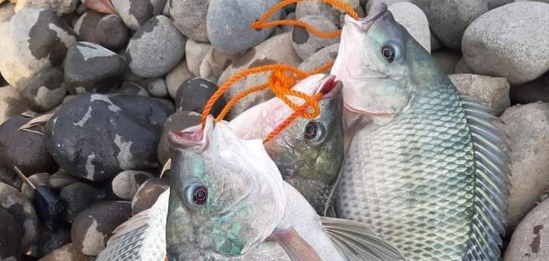 Ikan mujair. (Khoirul Rizal/RadarSitubondo.id)