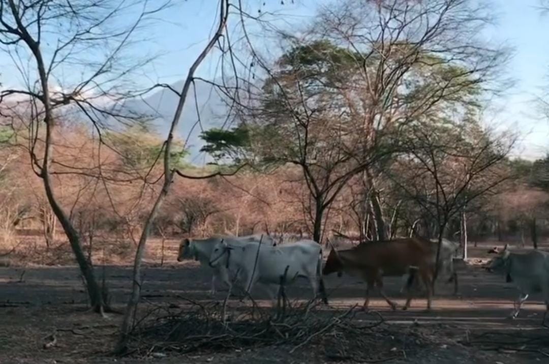 Sapi milik warga di sekitar Baluran Situbondo. (Khoirul Rizal/RadarSitubondo.id)