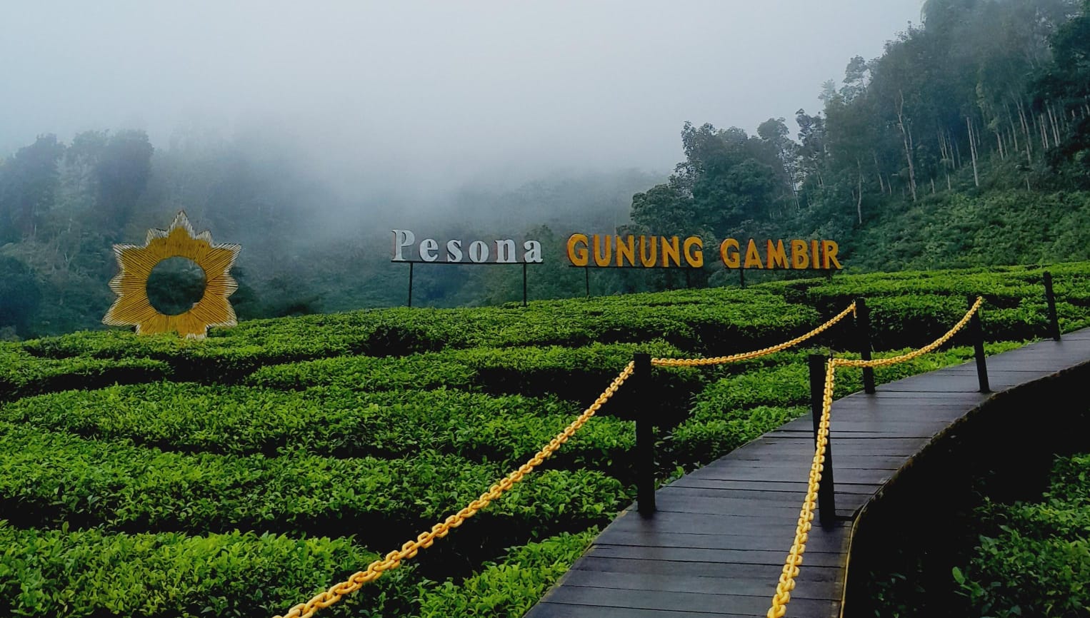 Pemandangan kebun teh Gunung Gambir. (Khoirul Rizal/RadarSitubondo.id)