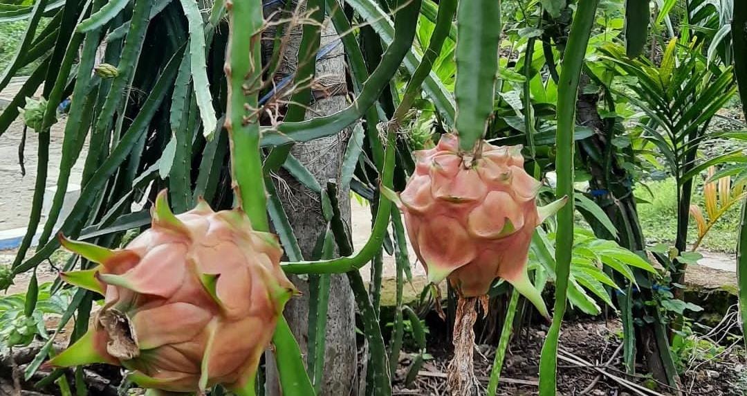 Buah naga merah. (Khoirul Rizal/RadarSitubondo.id)