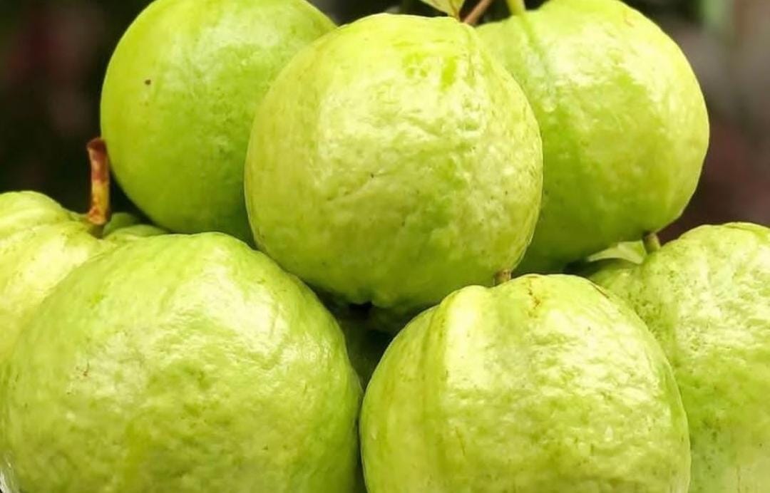 Buah Jambu. (Khoirul Rizal/RadarSitubondo.id)