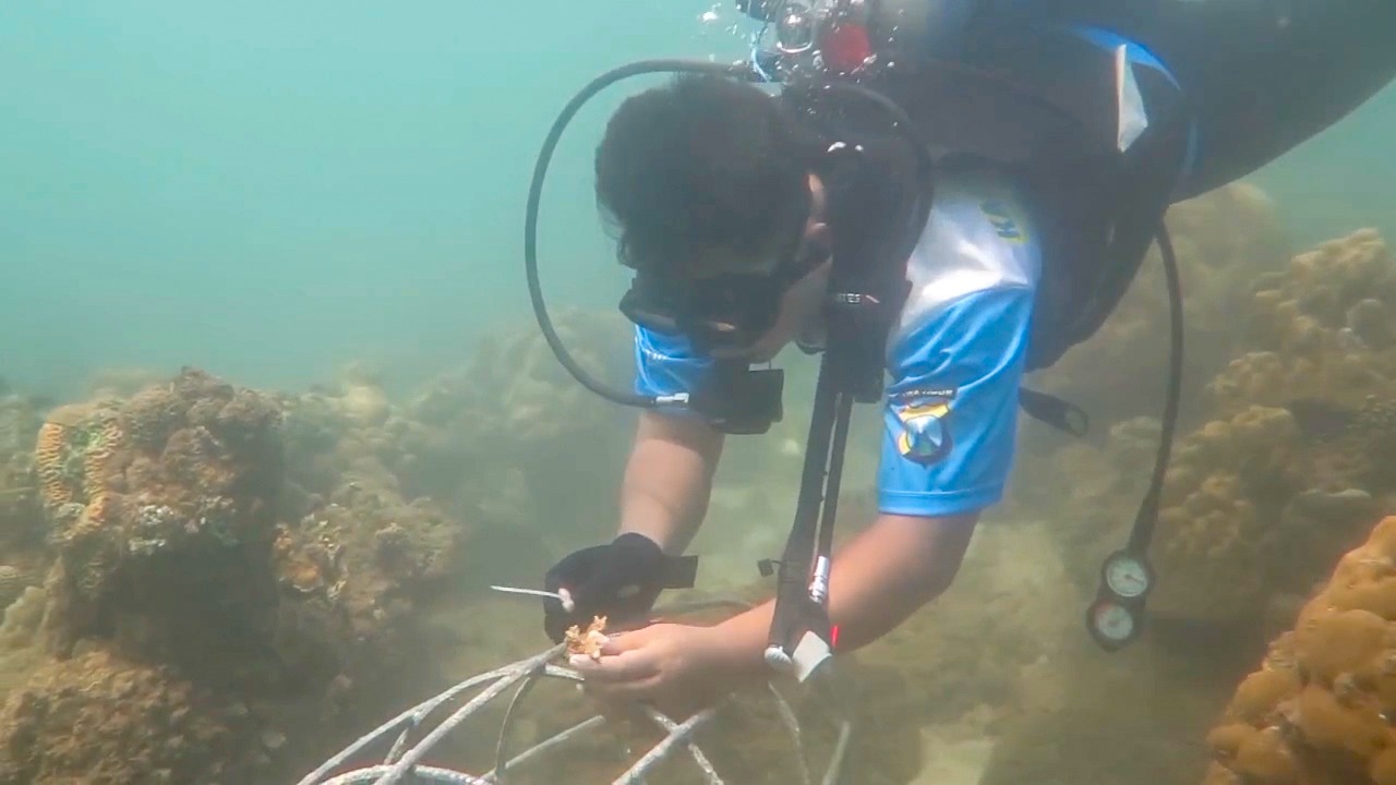 Relawan menanam terumbu karang di perairan Pantai Pasir Putih Situbondo.