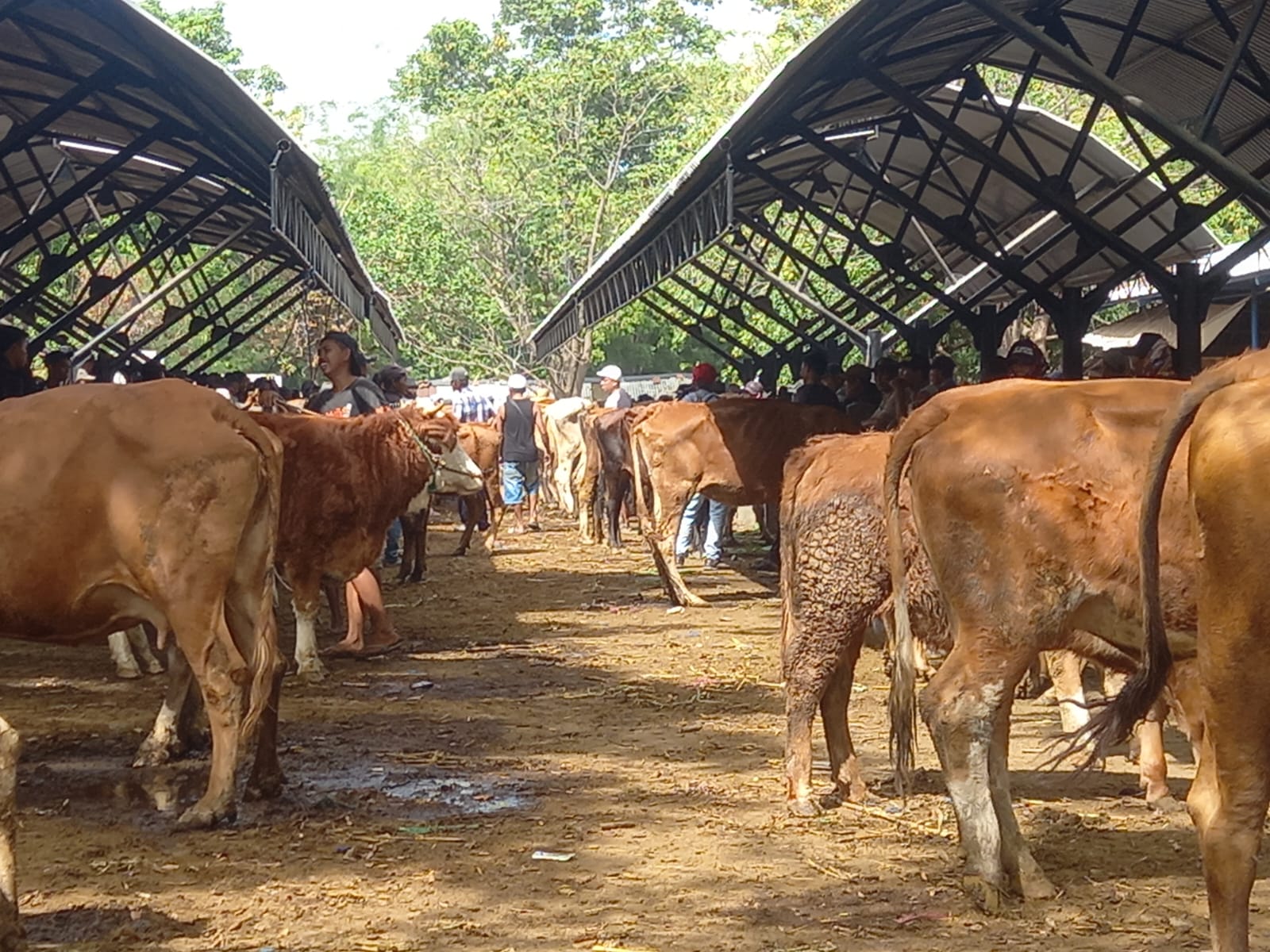 DIIKAT: Puluhan ekor sapi memenuhi pasar hewan Sabtuan, di Desa Sumberkolak, Kecamatan Panarukan, Sabtu (8/6) lalu.