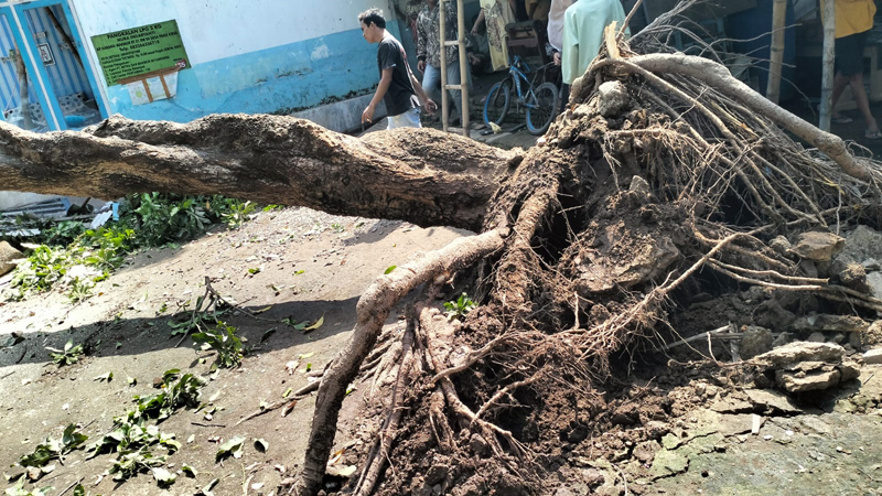 Pohon mangga berukuran besar roboh menimpa rumah milik Ahmad Zainuri di Desa Panji Kidul, Kecamatan Panji, Situbondo, Senin (17/6).
