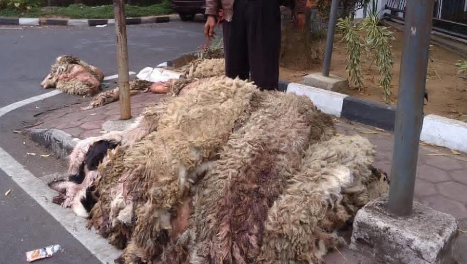 Kulit kambing kurban.