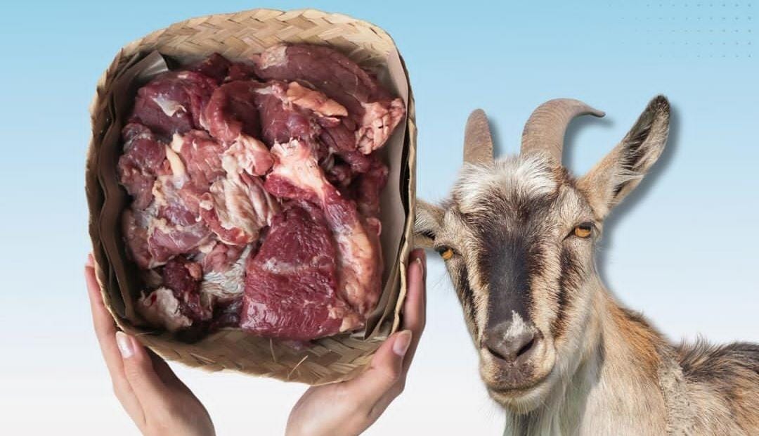 Ilustrasi daging kambing.