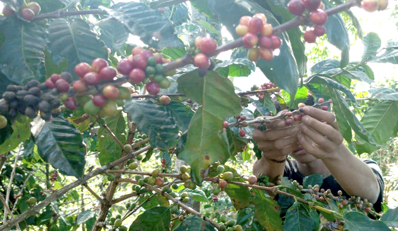 PANEN RAYA: Salah satu warga Situbondo memanen kopi di Dusun Kayumas, Desa Curahtatal, Kecamatan Arjasa, Kamis (20/6).