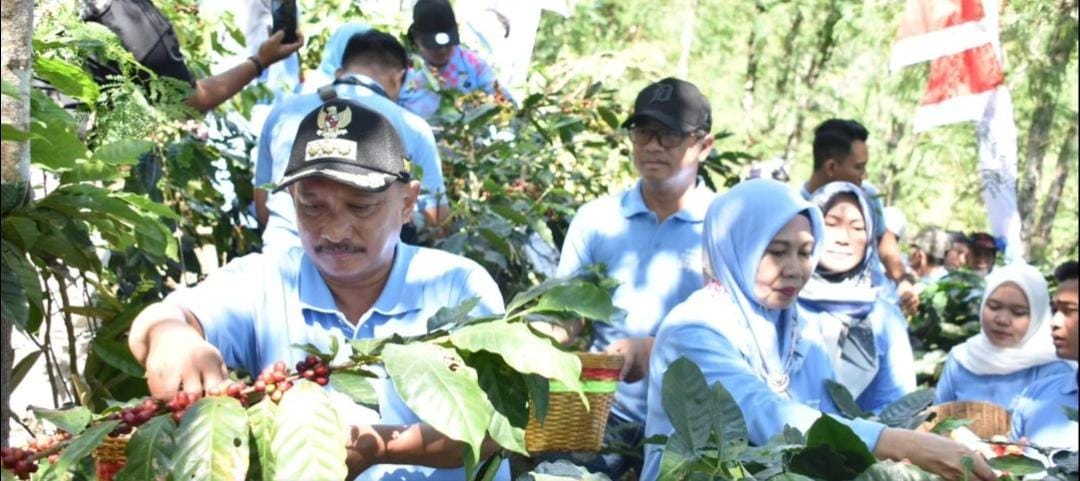 Bupati Situbondo Karna Suswandi saat memanen kopi.