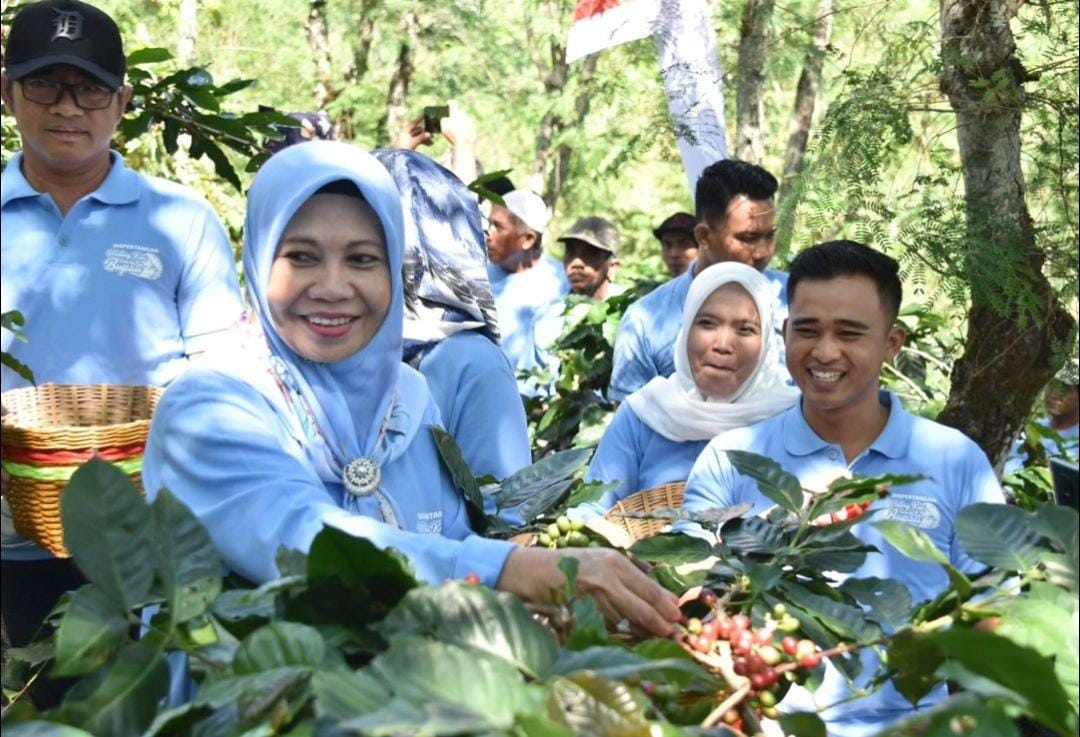 Ketua TPPK Situbondo, Jumaati saat memanen kopi.