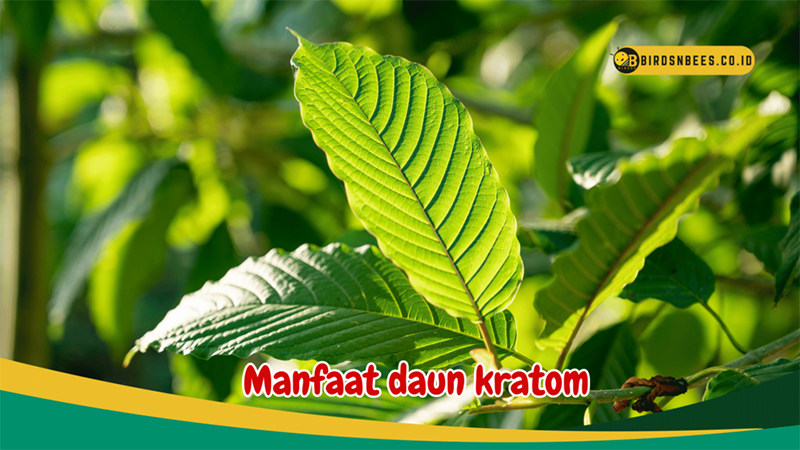 Daun kratom. (birdsnbees.co.id)