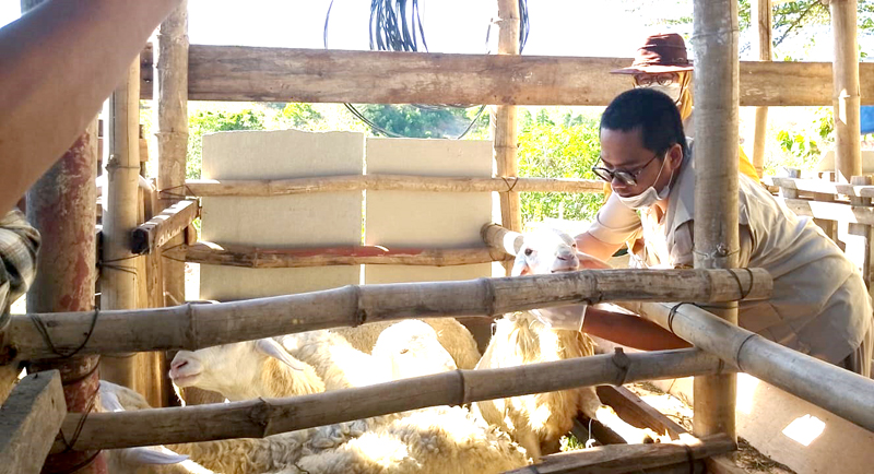 DALAM KANDANG: Petugas kesehatan hewan cek kondisi ternak kambing, di Desa Sumberkolak, Kecamatan Panarukan, belum lama ini.