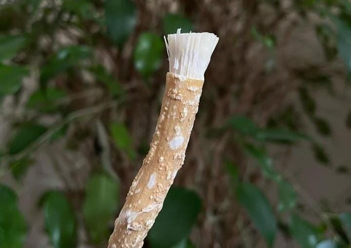 Siwak.