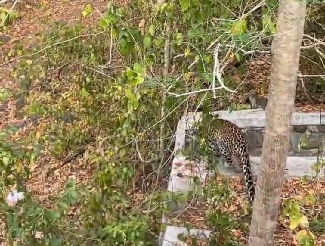 Video viral seekor macan tutul di dekat jalur wisatawan di Baluran, Situbondo. (Tangkapan layar)