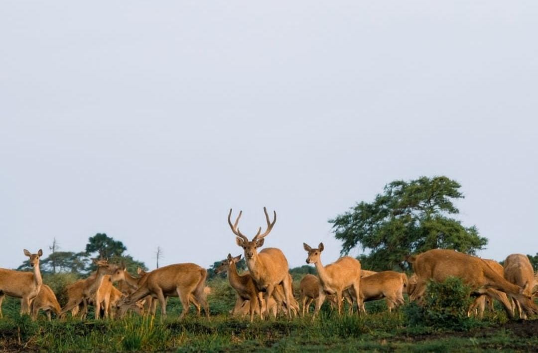 Suasana di Baluran Situbondo.