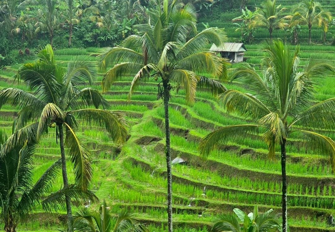 Desa Wisata Jatiluwih, Tabanan, Bali.
