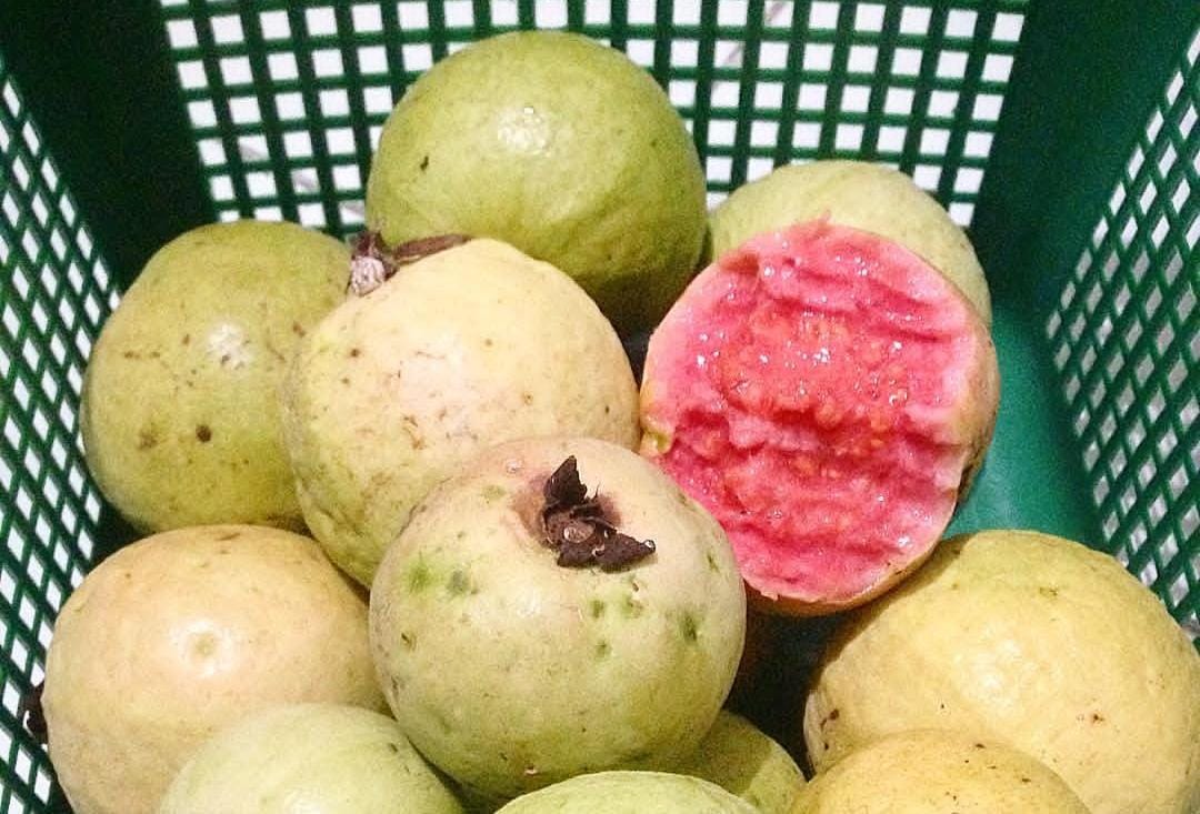 Buah jambu.