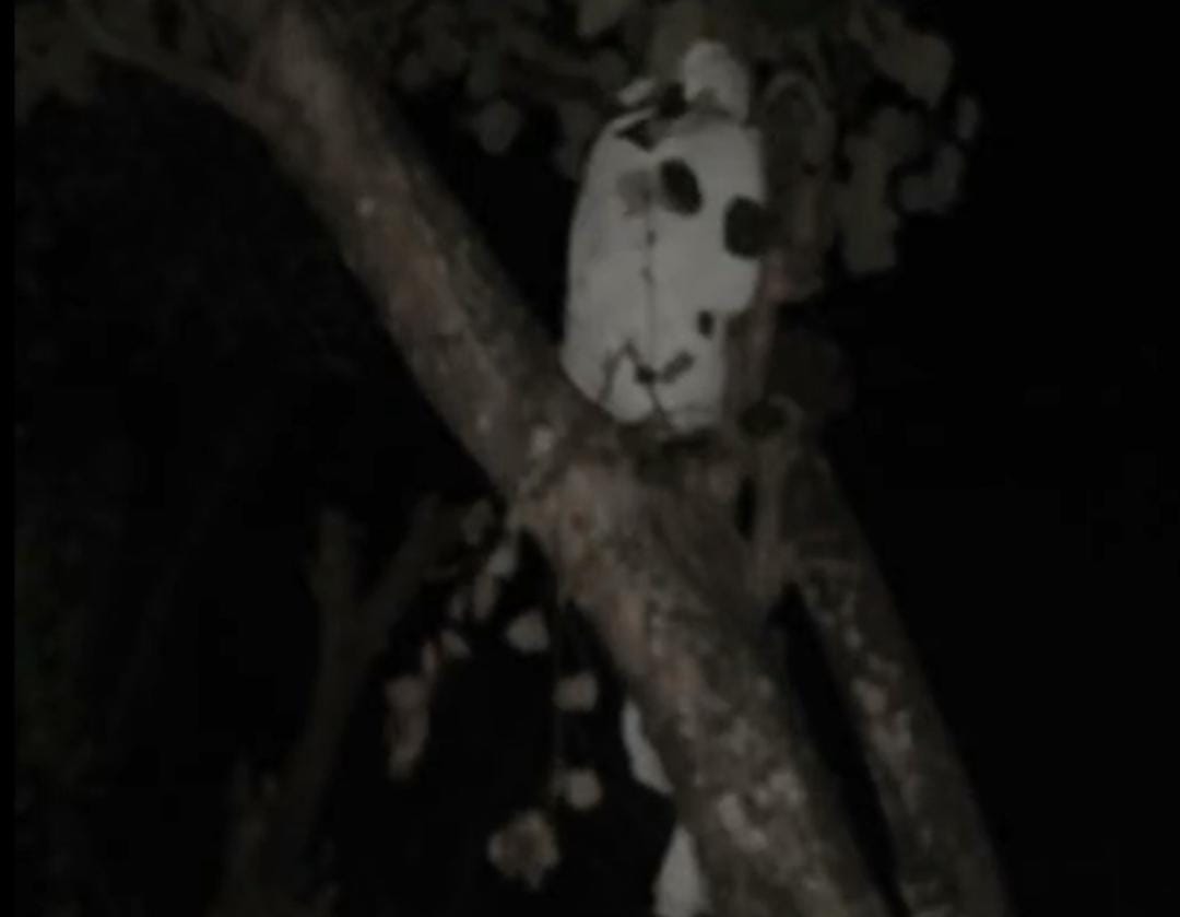 Penampakan pocong viral di Situbondo. (WAG Situbondo)