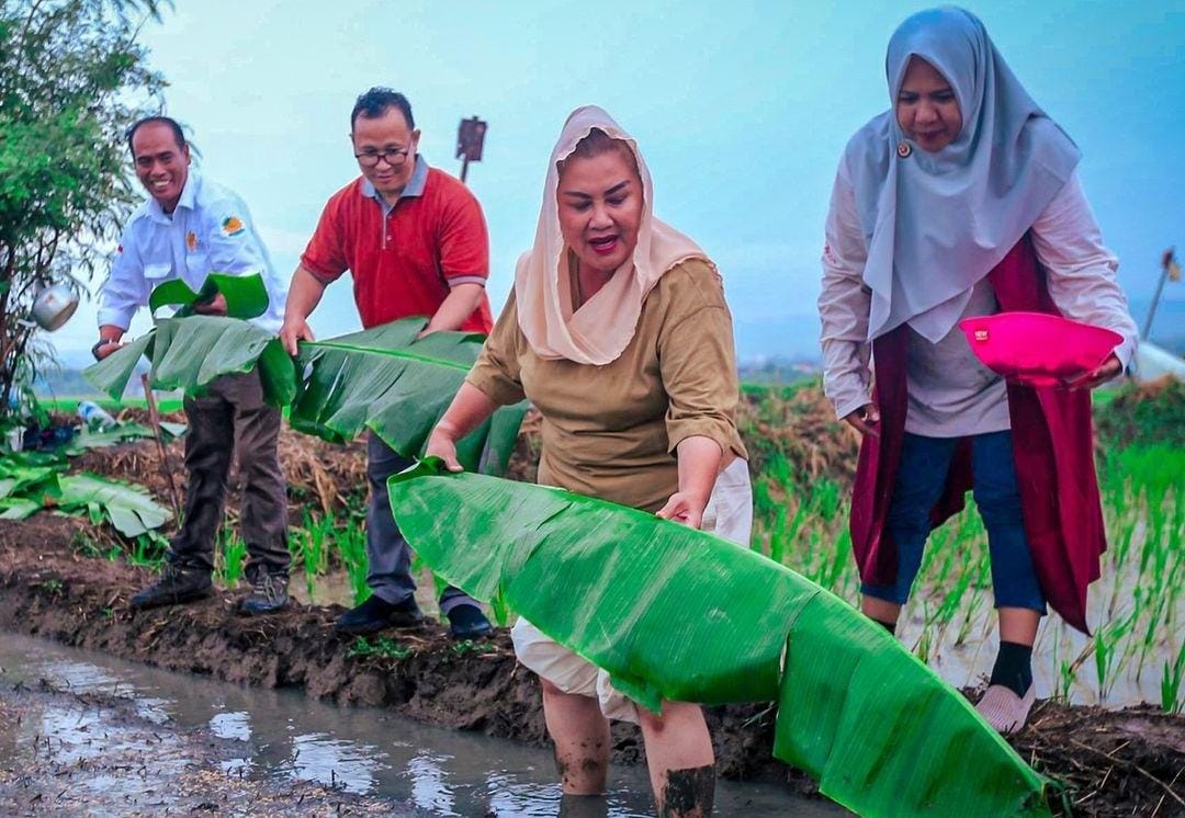 Walikota Semarang, Mbak Ita saat menanam padi.