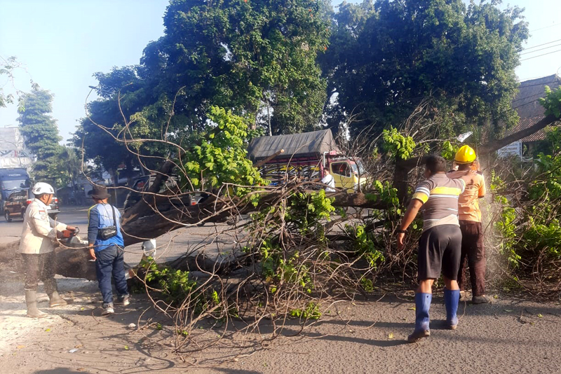 Petugas BPBD dan Tagana Situbondo memotong batang pohon akasia di Jalan Pantura, Desa/Kecamatan Besuki, Jumat (26/7).