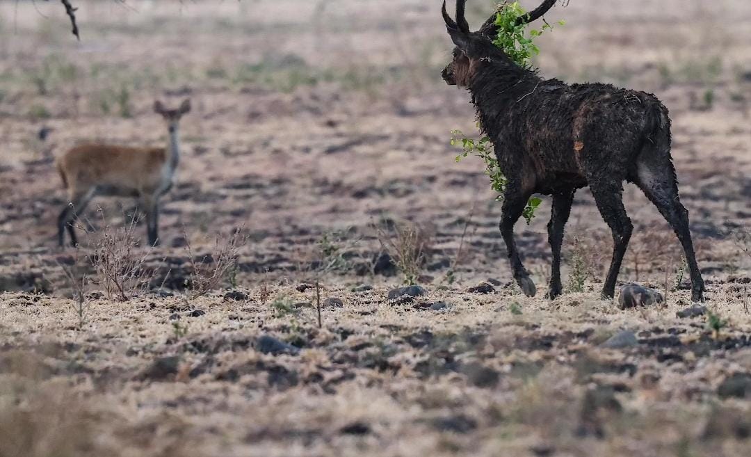 Rusa di TN Baluran.
