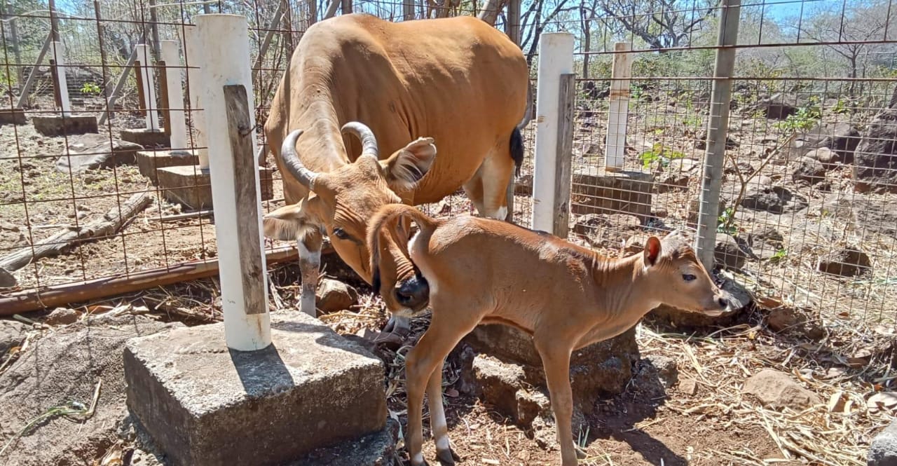 TINJAU BANTENG: Tim kesehatan hewan menijau kondisi anak banteng di Taman Nasional Baluran, Kecamatan Banyuputih, Minggu (11/8).