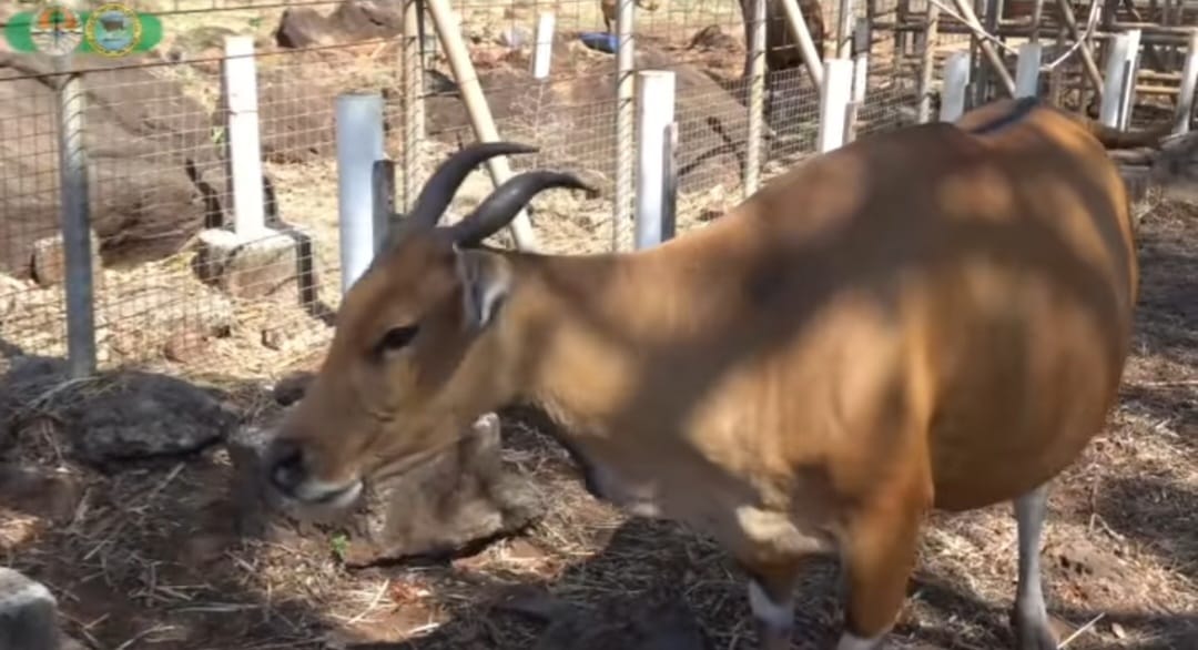 Banteng di TN Baluran Situbondo. (ig @btn_baluran)