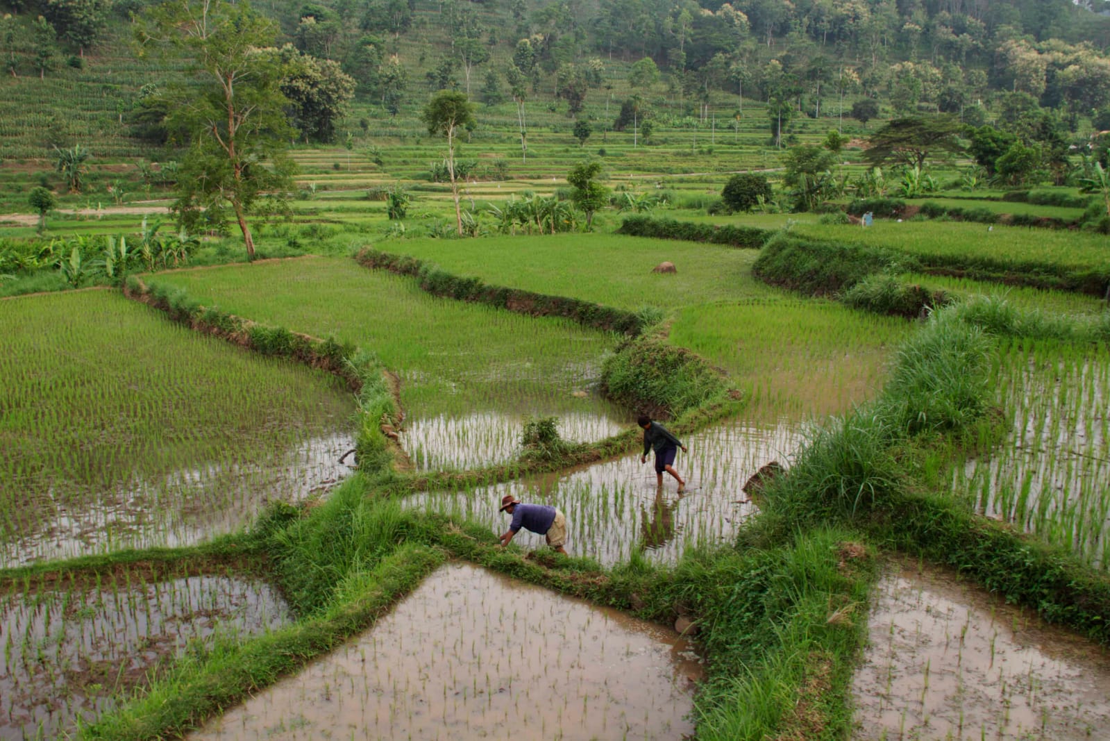 IMANUAL : Seorang petani menanam bibit padi di atas lahan yang sudah dibajak di Desa /Kecamatan Besuki, beberapa waktu lalu.&nbsp;