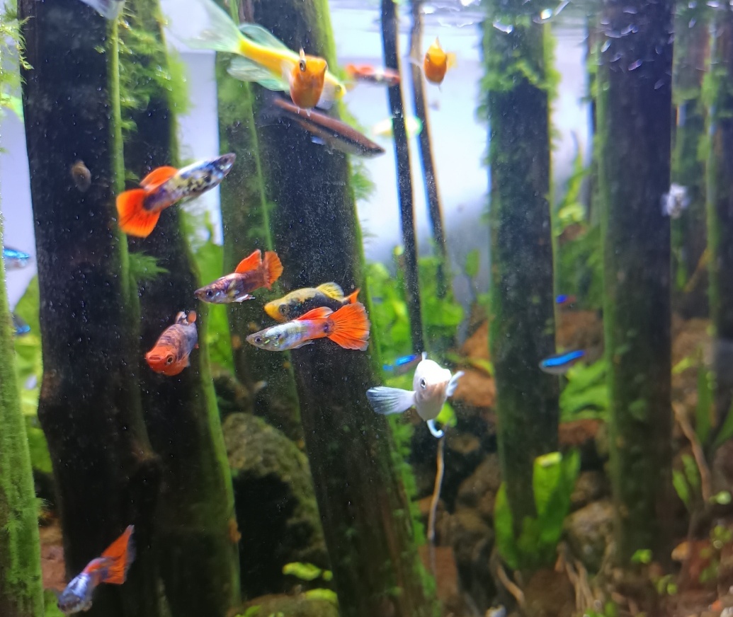 Contoh Aquascape yang saat ini banyak digemari pencinta akuarium