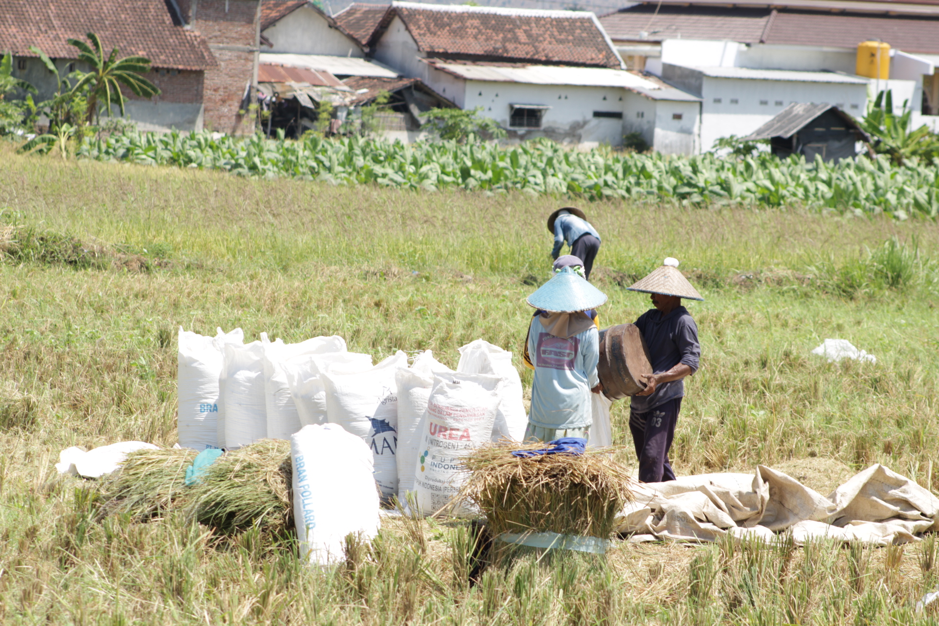 KERJASAMA: Sejumlah pekerja kasar memasukkan gabah ke dalam karung yang sudah disiapkan di Desa Demung, Kecamatan Besuki, Senin (26/8).