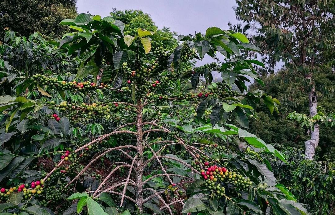 Kopi di Kayumas Situbondo. (Khoirul Rizal/RadarSitubondo.id)