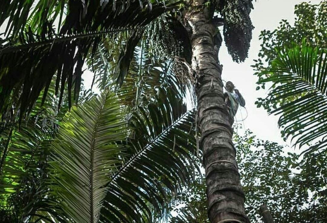Warga memanen gula aren. (Khoirul Rizal/RadarSitubondo.id)