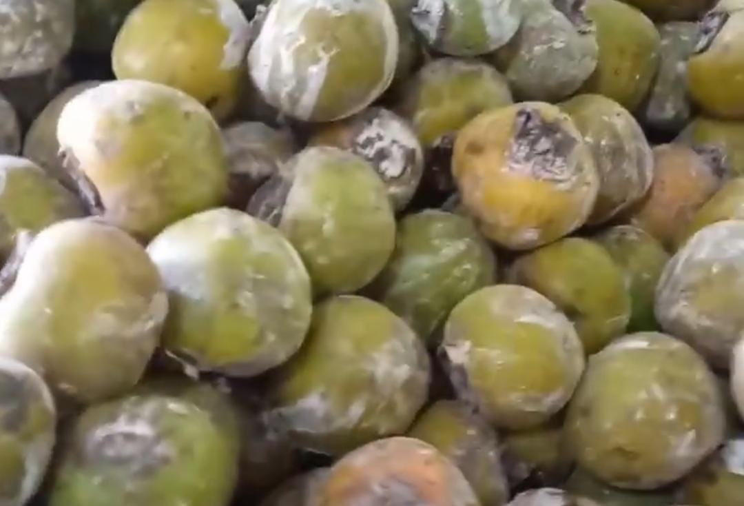 Buah Kesemek. (Khoirul Rizal/RadarSitubondo.id)